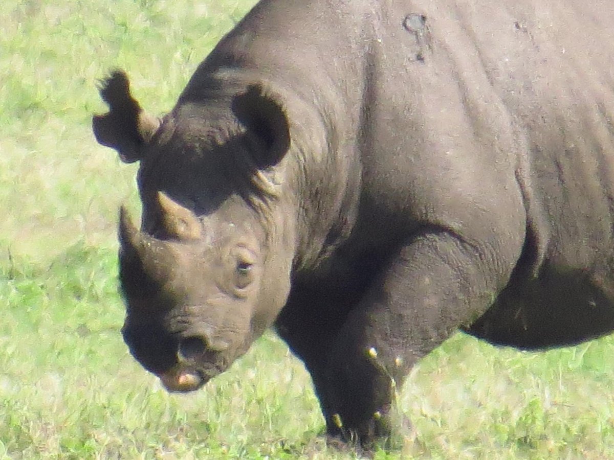 Black Rhino photographed 1km away.  #blackrhino #rhino #Tanzania #ngorongoronationalpark