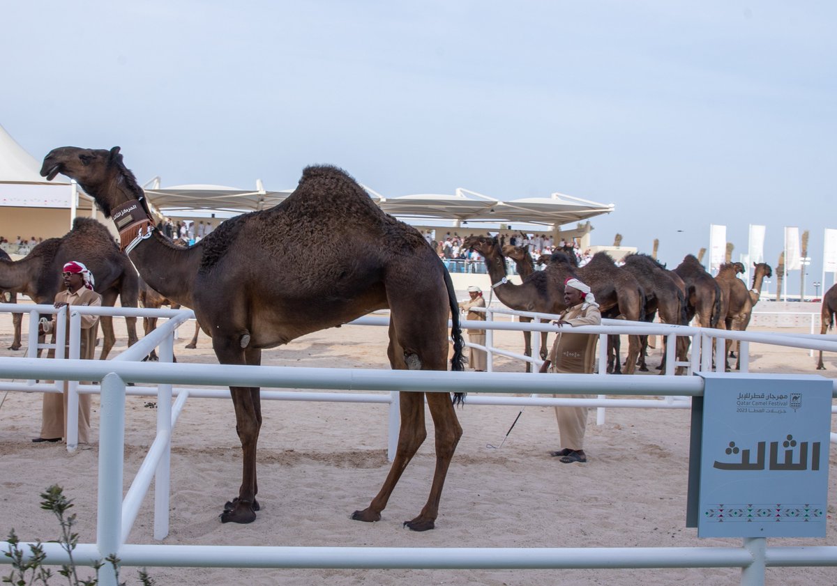 تستاهل الناموس 👏
نبارك للسيد/ وقيان جابر فرج السكيني الدوسري 
🥉المركز الثالث
🐪غريبه

شوط لقايا دولي تلاد 
فئة المجاهيم 

#مهرجان_قطر_للإبل 🇶🇦
#جزيلات_العطا 🐪