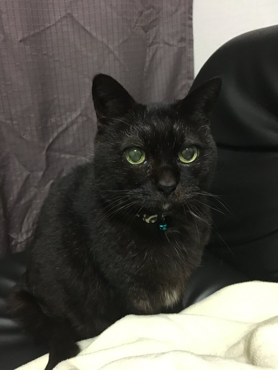 u_sa_ko's tweet image. #2022年2月22日
#猫の日