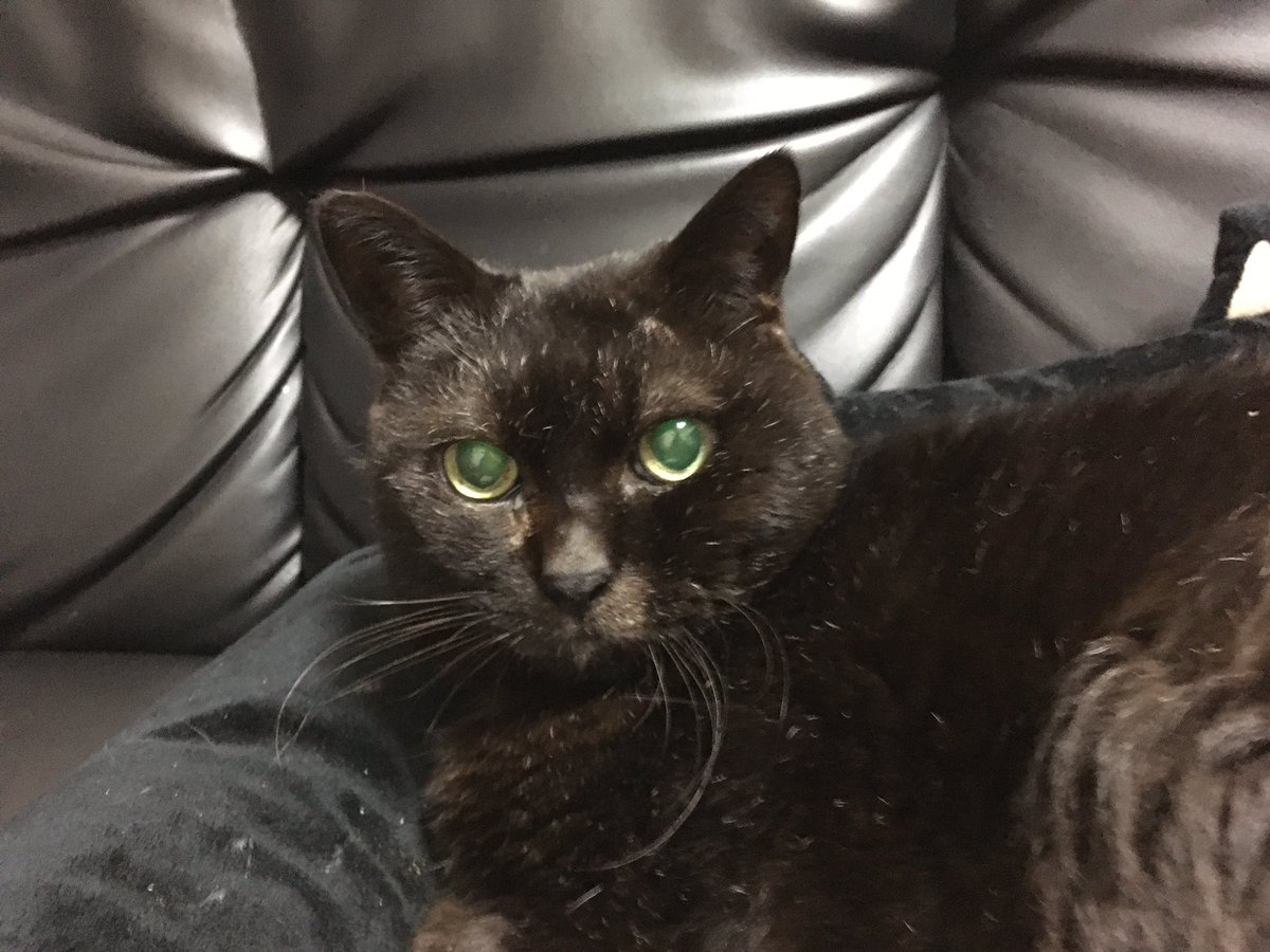 u_sa_ko's tweet image. #2022年2月22日
#猫の日