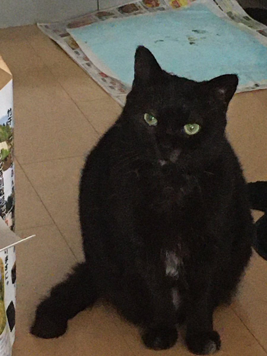 u_sa_ko's tweet image. #2022年2月22日
#猫の日