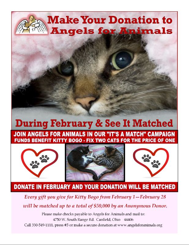 Time is Running Out! - mailchi.mp/angelsforanima…