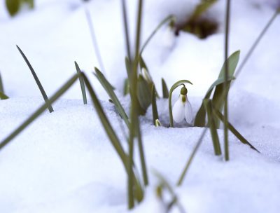 Bulbs4Kids_CA's tweet photo. The flower bulbs are waking up… https://t.co/sXso9a1Dk2 https://t.co/OfYqgZzBOy