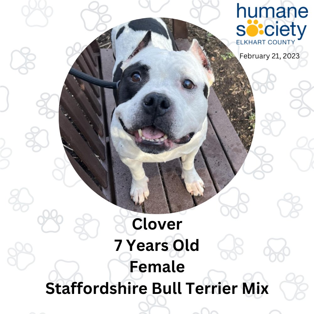 The Humane Society of Elkhart County has tons of adoptable animals just waiting for their forever homes!
The adoption fee for both cats and dogs is currently only $10.
elkharthumanesociety.org/adopt/