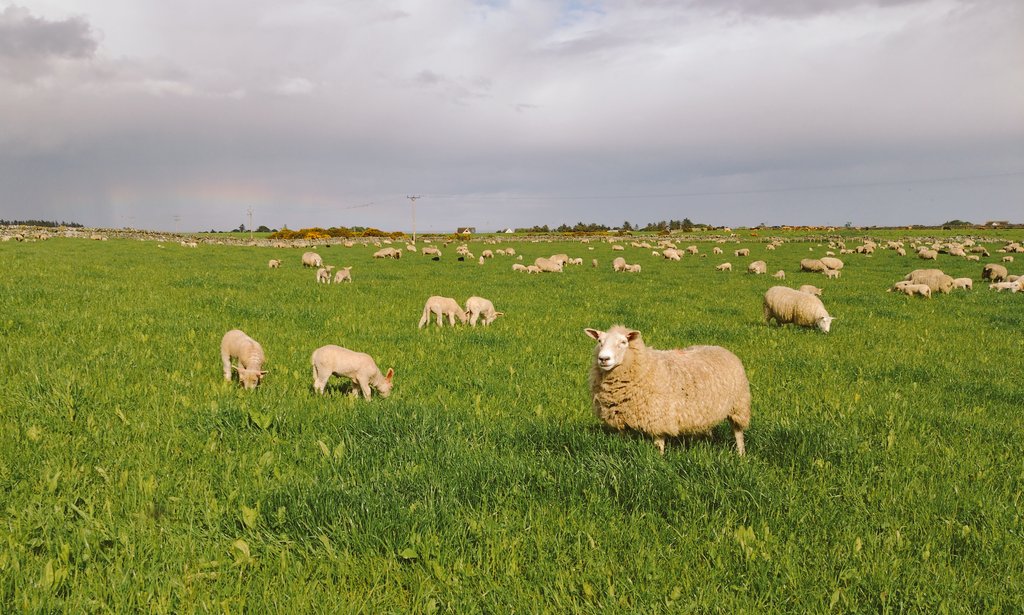 Vic Ballantyne 🇦🇺🏴󠁧󠁢󠁳󠁣󠁴󠁿 tweet media