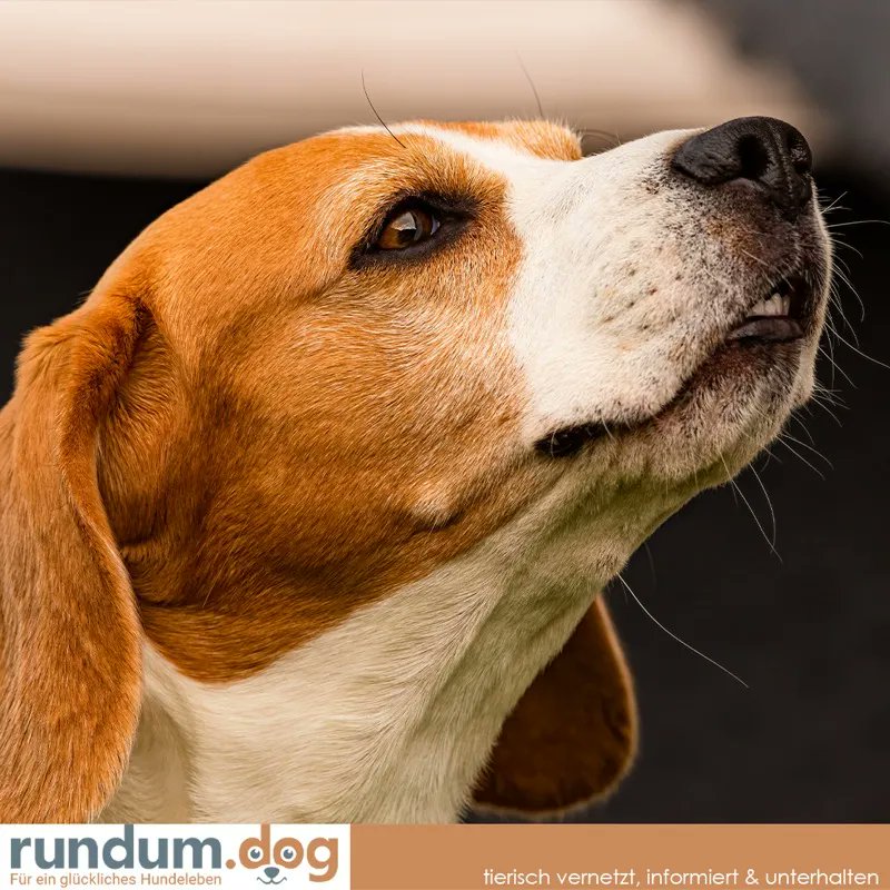 rundumdog's tweet photo. Faktenübersicht: Nasenbluten bei Hunden
Auch #Hunde können #Nasenbluten bekommen. Hier findest du eine übersichtliche Aufstellung von möglichen #Ursachen, weiteren #Symptomen sowie #Behandlungsmöglichkeiten. 
Mehr auf https://t.co/3NQqeMyxIw https://t.co/WLWOoWT39S