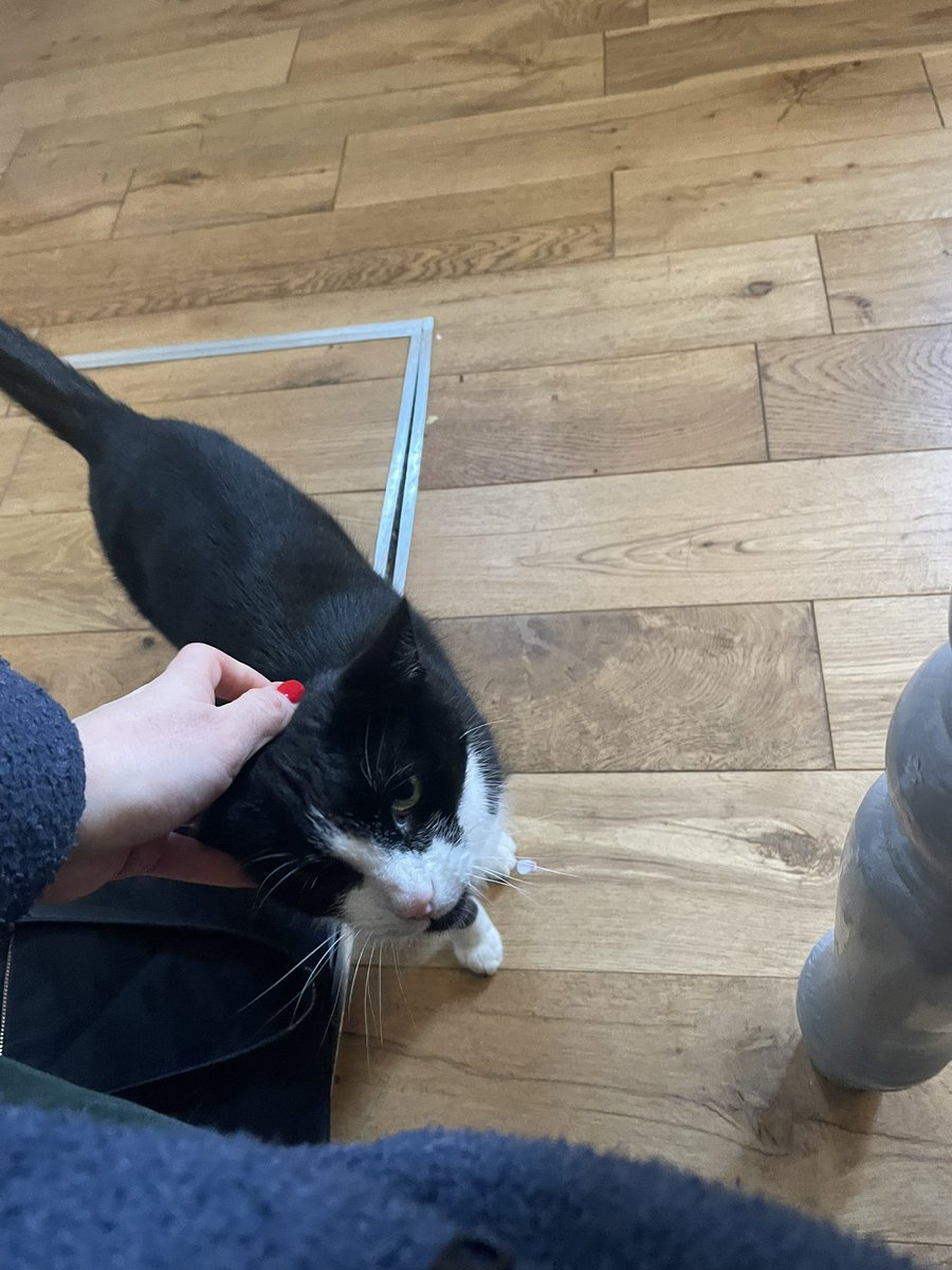 Lenny helping me to stay regulated as I embark on day 1 of my Trauma Informed School diploma <a href="/TISUK_/">Trauma Informed Schools UK</a> 🐱