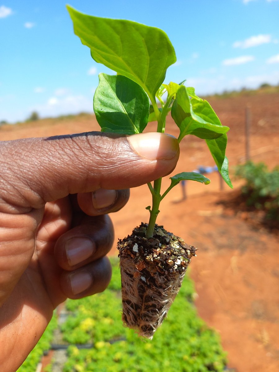 JayariFarms's tweet photo. Helo future chili sauce🌶️!!! Look at those roots pushing down searching for water and food while the leaves above ground are catching some SUN🌞! 
It's SCIENCE! 

#farmingiscool #healthysoil #plants #agriculture #agribusiness #learnbydoing #habanero #wheredoesyourfoodcomefrom https://t.co/LJz5IXunnQ