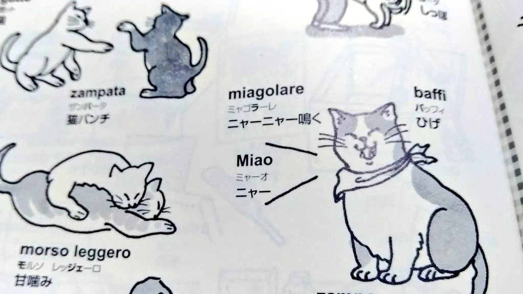 使ってみたい！イタリア語でニャーニャー鳴くは「ミャゴラーレ」！