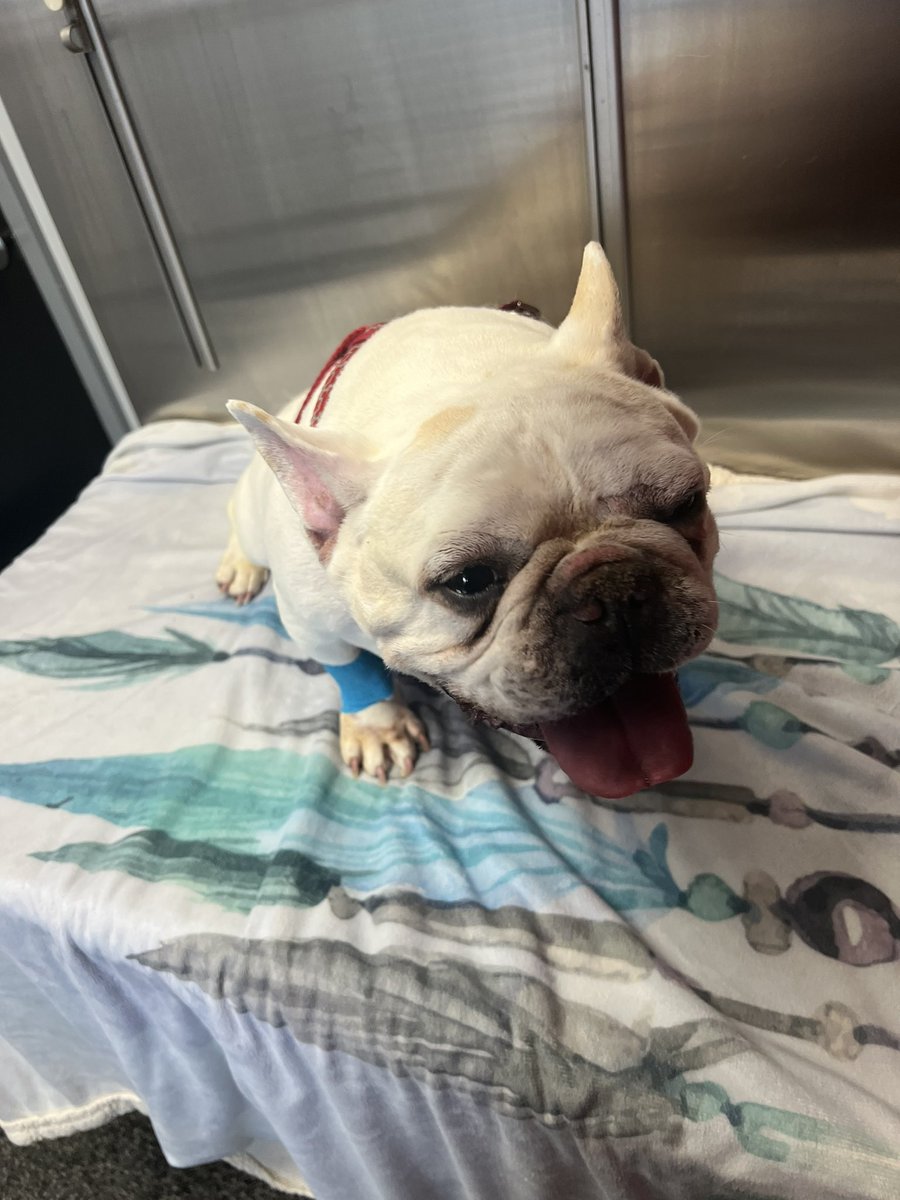 CTMagicGuy's tweet image. .@VorthosMike I’m a broken man today. Yesterday I had to say goodbye to my best friend. Feeling hollow, and snuggling Luna every chance I get.