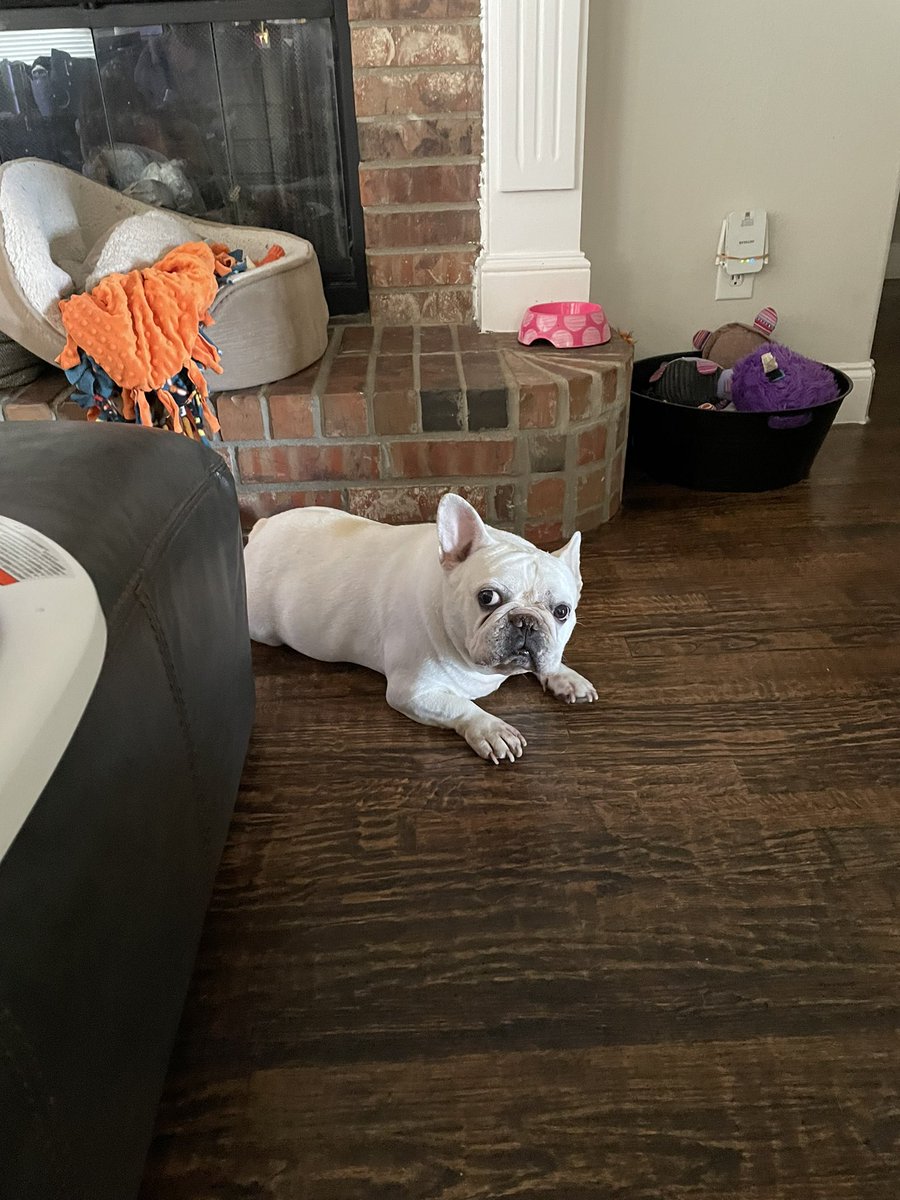 CTMagicGuy's tweet image. .@VorthosMike I’m a broken man today. Yesterday I had to say goodbye to my best friend. Feeling hollow, and snuggling Luna every chance I get.