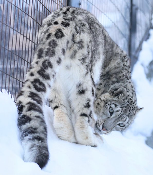ユーリ#ユキヒョウ #旭山動物園#snowleopard #ユーリ 