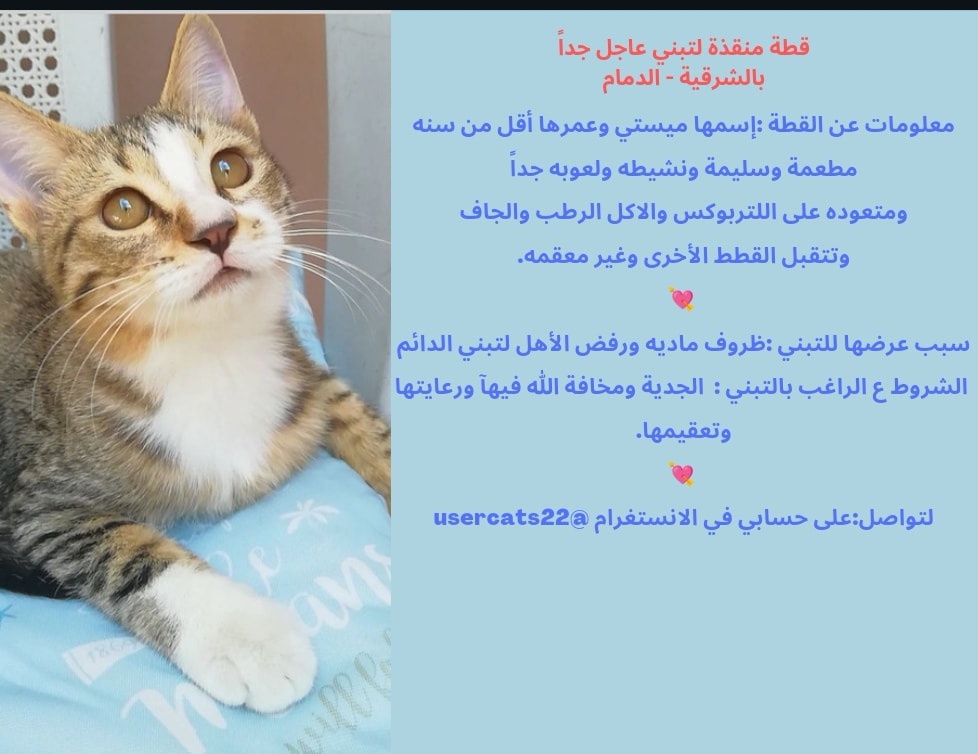 #تبنى_لاتشتري #قطط_الشرقيه #الخبر #الدمام
 ريتويت ✨تبني عاجل ♦️