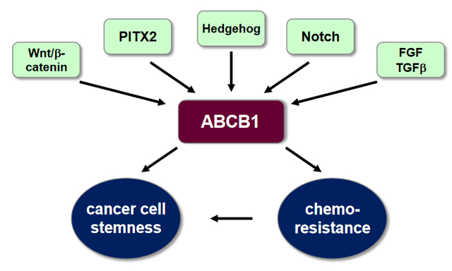 cdrjournal's tweet photo. 😊Teaching an old dog new tricks: reactivated developmental signaling pathways regulate #ABCB1 and #chemoresistance in cancer

👏Details: https://t.co/ipkr1cP7Jg
👉Download: https://t.co/Wi8KOhEbjB
@_PurpleBiotech @genexena @GtownAyesha @drug_resistance @DrJLi @FabriceJPierre https://t.co/vncMs3GdiK