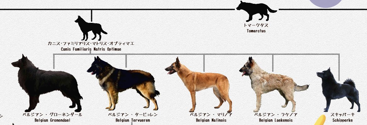 僕の犬は小さいベルジリアンです 