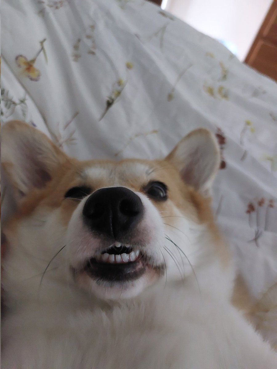 harryyourchum's tweet photo. @JohnLewisRetail Olive the Corgi #JLPets https://t.co/A6RttibWLr