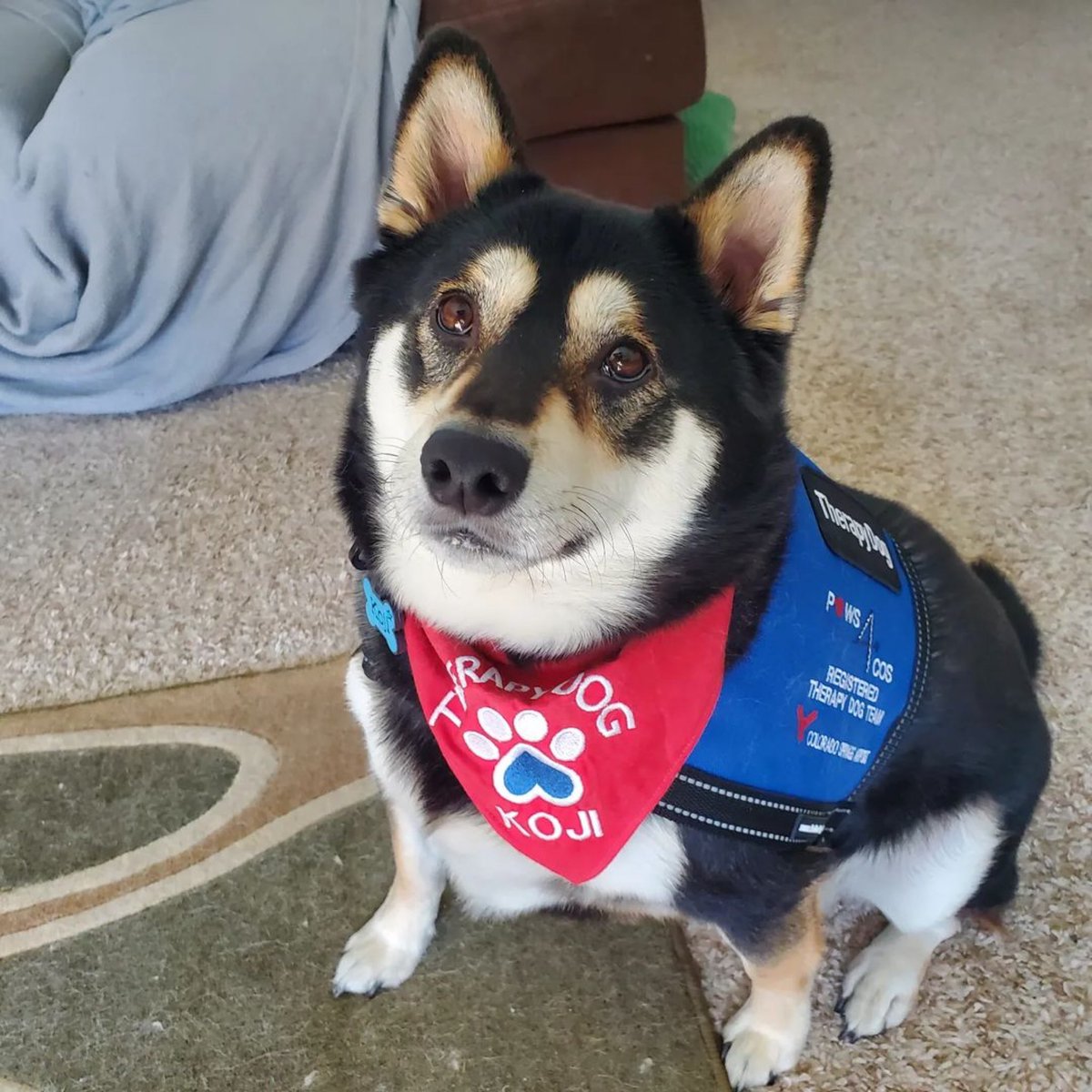 CrisAlcivar's tweet image. Everyone meet KOJI therapy dog at Colorado Spring Airport @COSAirport 
・・・
If you happen to fly in or out of the Colorado Springs Airport, you may see me there!  

Let’s all WELCOME the Newest member of Paws 4 COS.

#paws4cos #airporttherapydogs