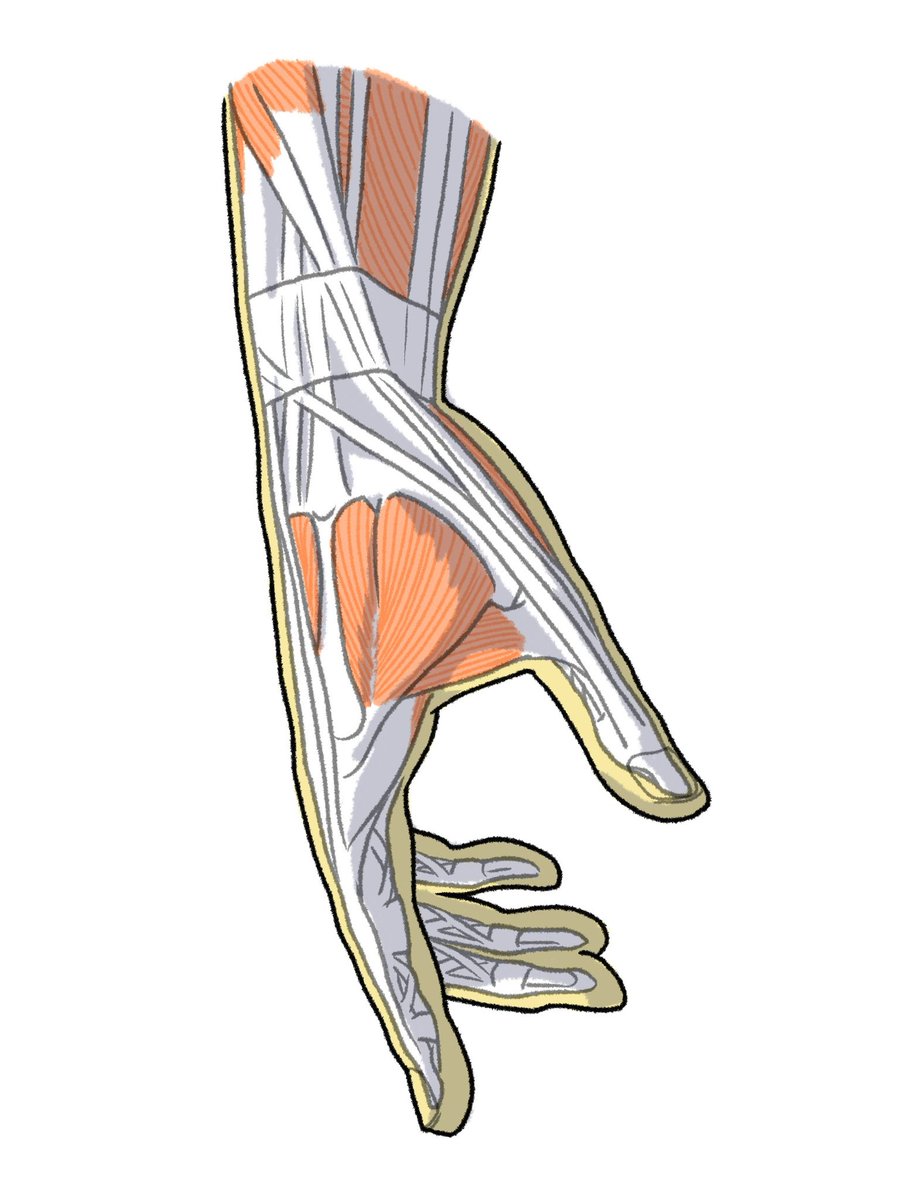 Anatomy Tutorials On Twitter Anatomy tutorials on twitter