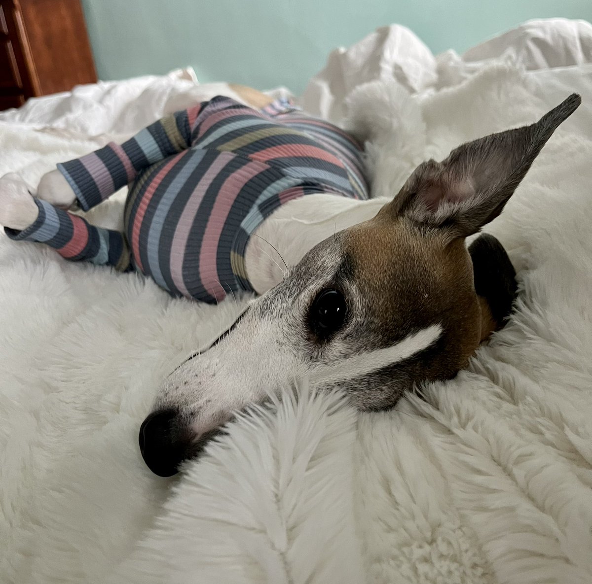 CoraTheWhippet's tweet photo. Do you have a silly nickname for your pet? Let’s hear it. 🤔 
#whippet #dogs #dogsoftwitter  #houndsoftwitter #catsoftwitter https://t.co/8RVZ3pK0Br