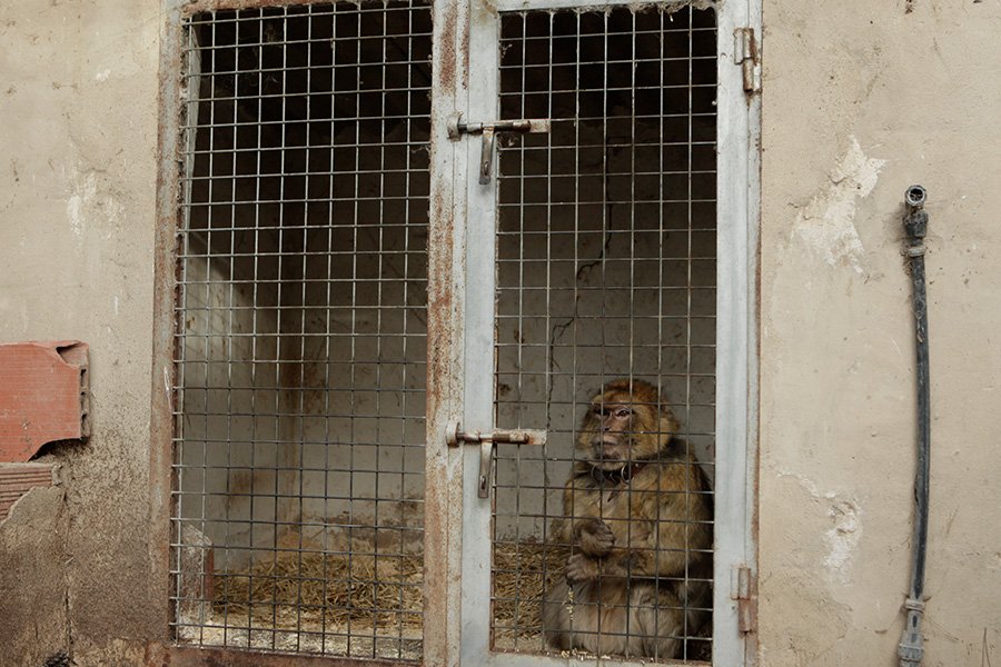 El Proyecto de Ley de Protección, Derechos y Bienestar de los Animales recientemente aprobado en primera vuelta en el Congreso de los Diputados, recoge un capítulo dedicado al Listado Positivo lo que supondrá una diferencia para miles de animales exóticos listadopositivo.org/tigres-elefant…