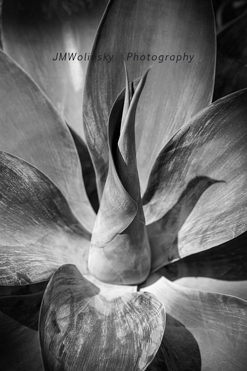 SUCCULENT-THE CORE  On one of our visits to the well know Longwood Gardens, in Kennett Square, Pa., #cacti,#cactilove,#cactiandsucculents,#interdesign,#interiordesigner,#interiordecor,#interiordecorating,#interiodesignideas,#interiordesigninspiration