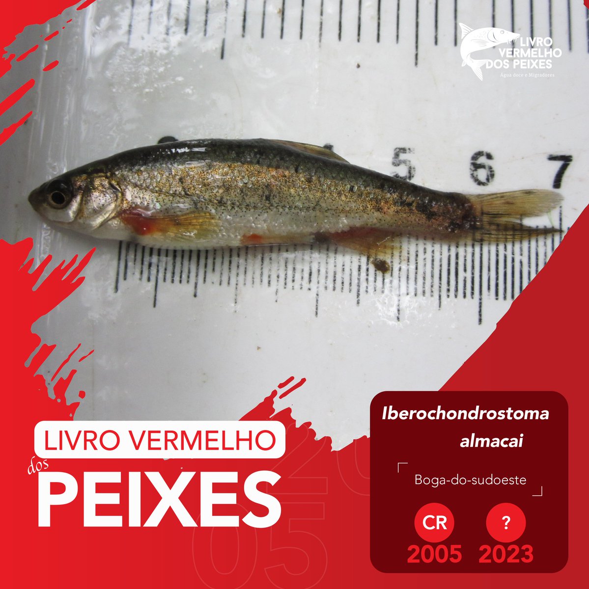 LvPeixes's tweet photo. A boga-do-sudoeste, 𝘐𝘣𝘦𝘳𝘰𝘤𝘩𝘰𝘯𝘥𝘳𝘰𝘴𝘵𝘰𝘮𝘢 𝘢𝘭𝘮𝘢𝘤𝘢𝘪, é uma espécie residente, endémica de Portugal continental, que ocorre nas bacias hidrográficas dos rios Mira e Arade, classificada como 𝗖𝗿𝗶𝘁𝗶𝗰𝗮𝗺𝗲𝗻𝘁𝗲 𝗲𝗺 𝗣𝗲𝗿𝗶𝗴𝗼 – 𝗖𝗥
#livrovermelho #peixe https://t.co/IoL4LDqwJB