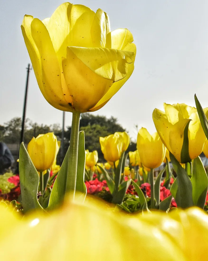#NDMCTulipFestival