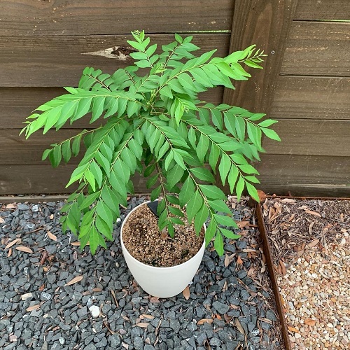Growing Curry Leaves Plant is easy when you know the tips and tricks. Learn here: balconygardenweb.com/curry-leaves-p… 
#curry #leaves #plant #growingplants #gardening #tipsandtricks #balconygardenweb