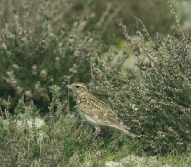ExmoorNP's tweet photo. Exmoor National Park is home to a variety of #GroundNesting species. If they are disturbed they can abandon their young. Please follow the rules and advice. #TakeTheLead and watch out for our wild #birds https://t.co/BppaXQSUvF