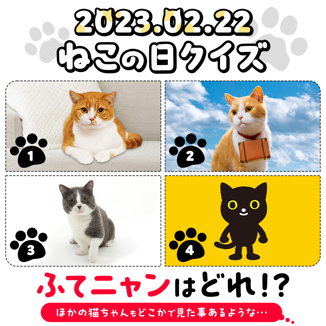 本物の #ふてニャン はどれ！？ コメント💬で回答してね！ うちの子の