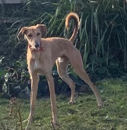 Geoffrey 2-3 yr old wire haired 
Lurcher, he's very strong and 
has a fast metabolism so 
doesn't put weight on easily, 
eager to please, would like 
someone around most of the 
time or another dog to live 
with, more info/adopt him 
from <a href="/EGLR1/">EGLR</a> UK 
#rehomehour