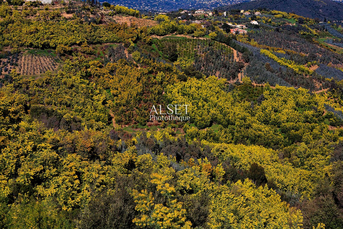 Provence - 83 Var - Mimosa - Region Sud - FR 83
#France_du_Sud
#France_du_Sud_N_B, #PhotothequeALSET, #paca, #var, #provence, #sud, #mimosa, #fleur, #colline, #flore, #landscape, #beautiful, #color, #couleurs, #tourismepaca, #f83, #france🇫🇷
Plus d'image ziadalset.com