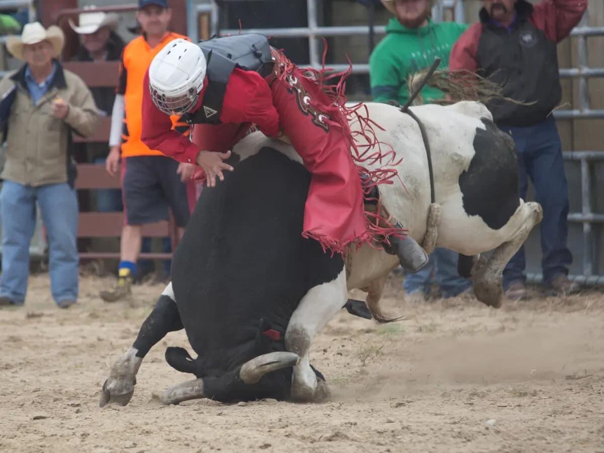 OpRodeo_'s tweet photo. Eventually, when bulls cease to provide a 'wild ride', they are shipped of to slaughter

Repurposed, right?

Is it called playing with your food?

#OpRodeo 
#VeganForTheAnimals 
#AnimalAbuse https://t.co/KeaxN346gO