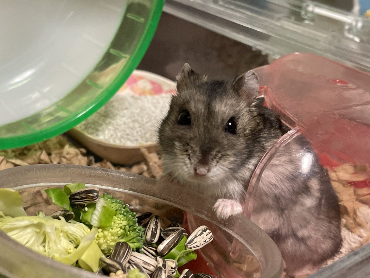 hlUutqn1jmsFbvW's tweet photo. Chestnut came, so I'm going to run away.くり男が来たから逃げます。#さくらちゃん🌸 #CherryBlo... https://t.co/bLhwA7o8YT @YouTubeより https://t.co/I5tAroGu5m