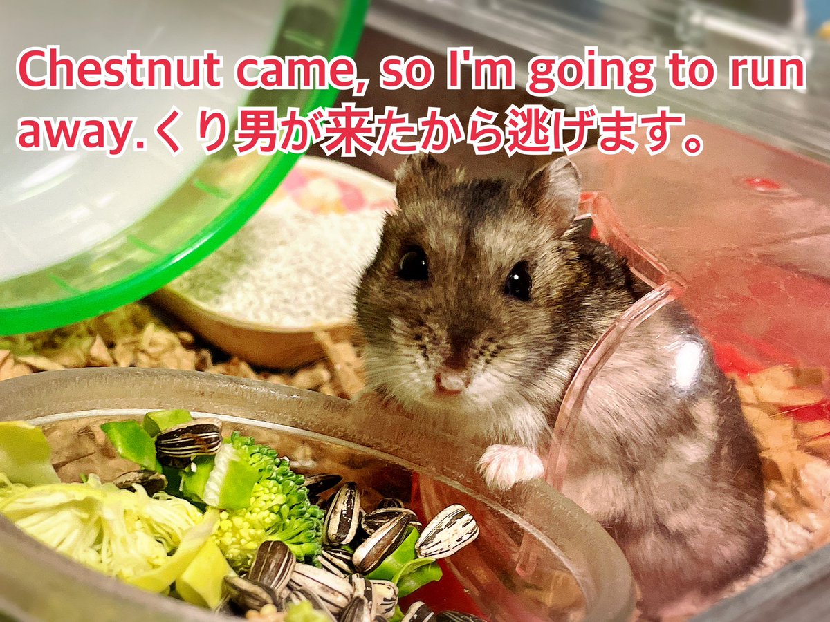 hlUutqn1jmsFbvW's tweet photo. Chestnut came, so I'm going to run away.くり男が来たから逃げます。#さくらちゃん🌸 #CherryBlo... https://t.co/bLhwA7o8YT @YouTubeより https://t.co/I5tAroGu5m