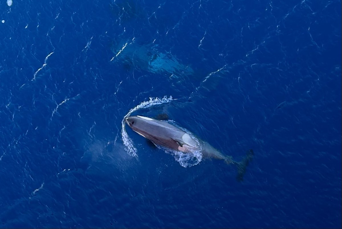 Mixed emotions. Watching a pod of orcas including calves around the ship. But seeing the fierce side of nature as they hassle a humpback and calf #sdascience