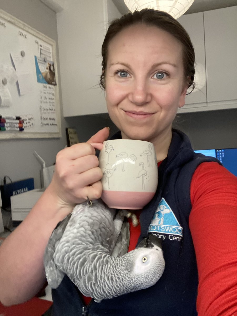 Can never have a peaceful cup of tea in work 🤦🏼‍♀️😂 #vettwitter #parrottwitter #africangrey