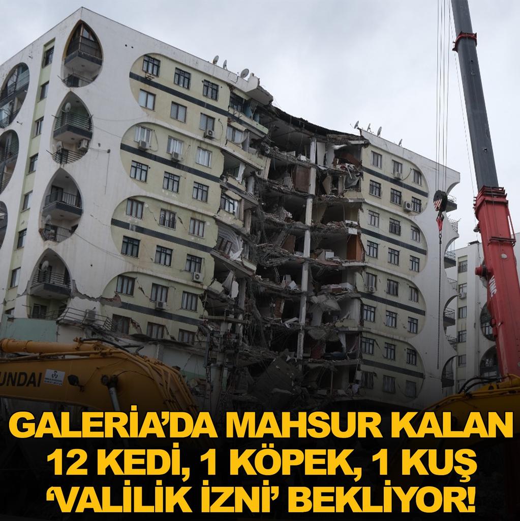 Galeria’da Mahsur Kalan 12 Kedi, 1 Köpek, 1 Kuş ‘Valilik İzni’ Bekliyor!
kedici.com.tr/post.php?ptype…