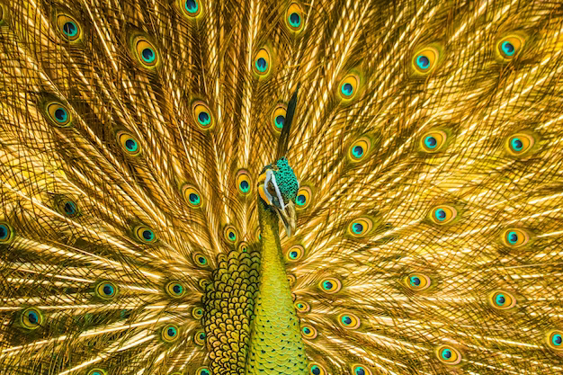 OdaAlegria's tweet photo. Bendecimos la grandeza y belleza de la diversidad en la naturaleza y sus reinos✨✨✨💖💖💖💖🌄☀️🦚🦚🦚El pavo real su significados para las distintas culturas, el pavo real, con su belleza única, es un símbolo práctico de poder, fuerza, confianza e incluso divinidad, https://t.co/ApVCZBcnoz