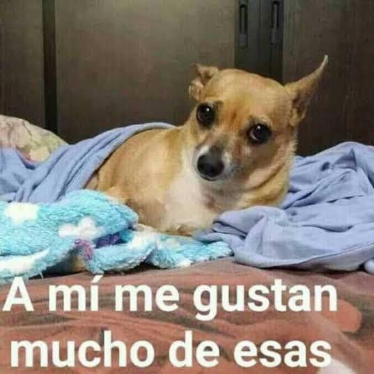 -Envíos Pet lanza un sorteo👀
-Automáticamente mi perro...

Dale clic al link y anda participa de este super sorteo que tenemos para vos en nuestro Instagram👇😍
instagram.com/p/Co4tsM7ryB9/…