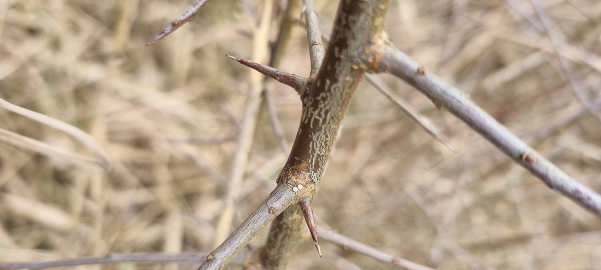 DavidDowding2's tweet image. Nice to find a few Brown hairstreak eggs at Bourne park this morning, whilst working in the Reedbed @DavidWalsh22 @GreenwaysProj @BC_Suffolk