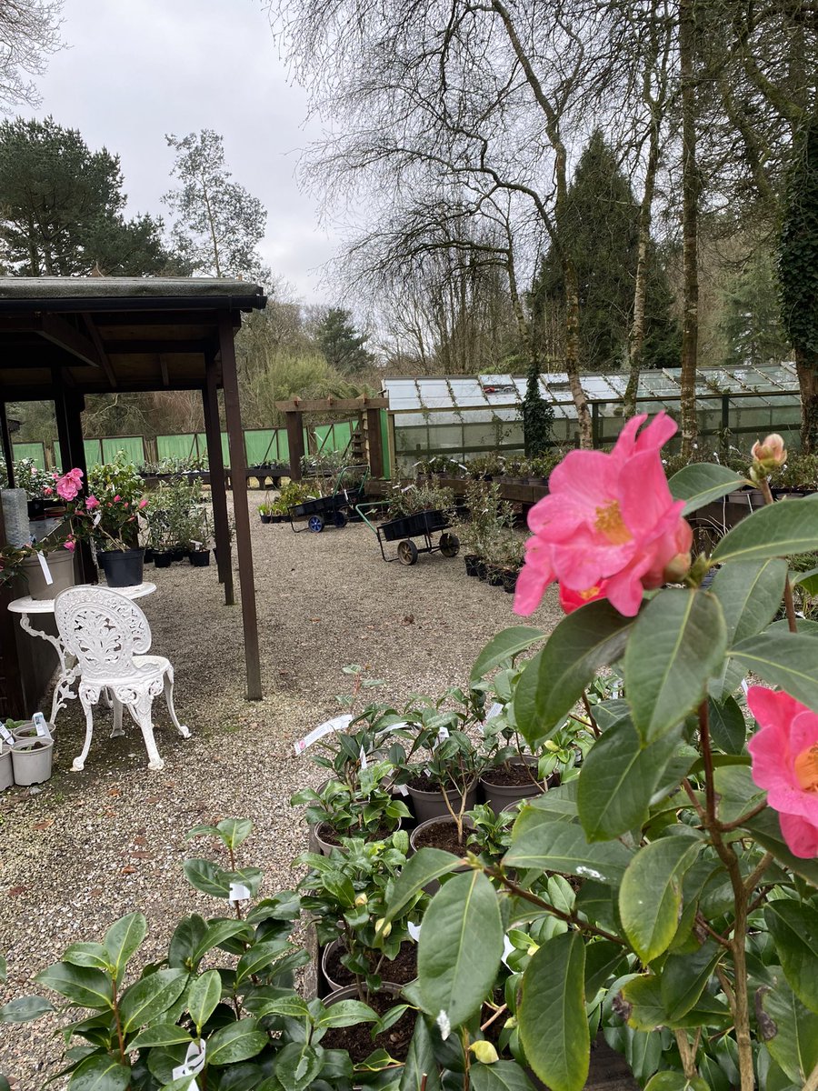 Getting everything ready for the “Big Day” not long now till March 1st when we fling open the garden gate and let you all in 🥳🥳
#notlongnow #newseason #gardenopening #gardengate #welcome #seeyousoon #restock #plantsforsale 
<a href="/CwllGardenSoc/">Cornwall Garden Society</a> <a href="/RCM_Group/">Rhododendron Camellia & Magnolia Group</a> 
<a href="/the_rhs/">The RHS</a>