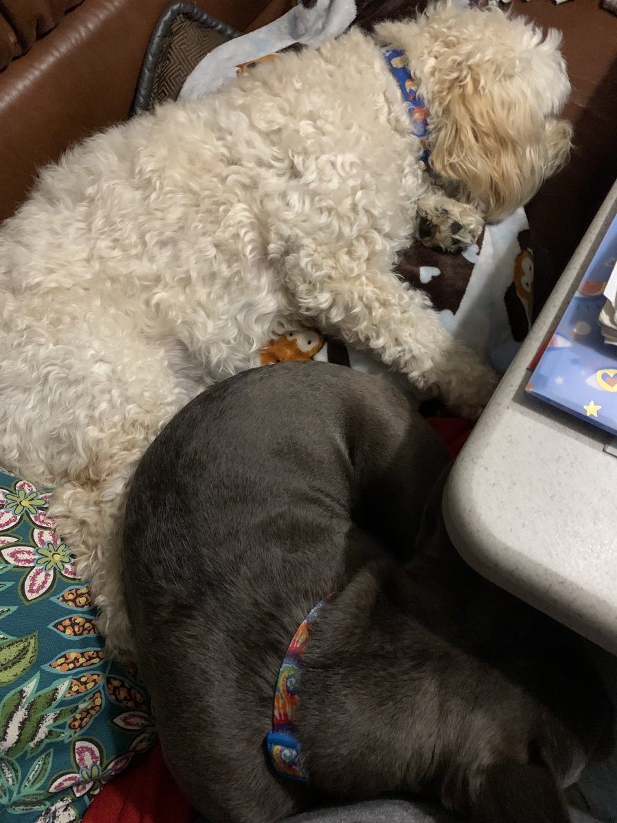shaffer_barbara's tweet photo. @DrPol Scratches aplenty!!!my two furbabies napping ❤️❤️ https://t.co/skXLujblJU