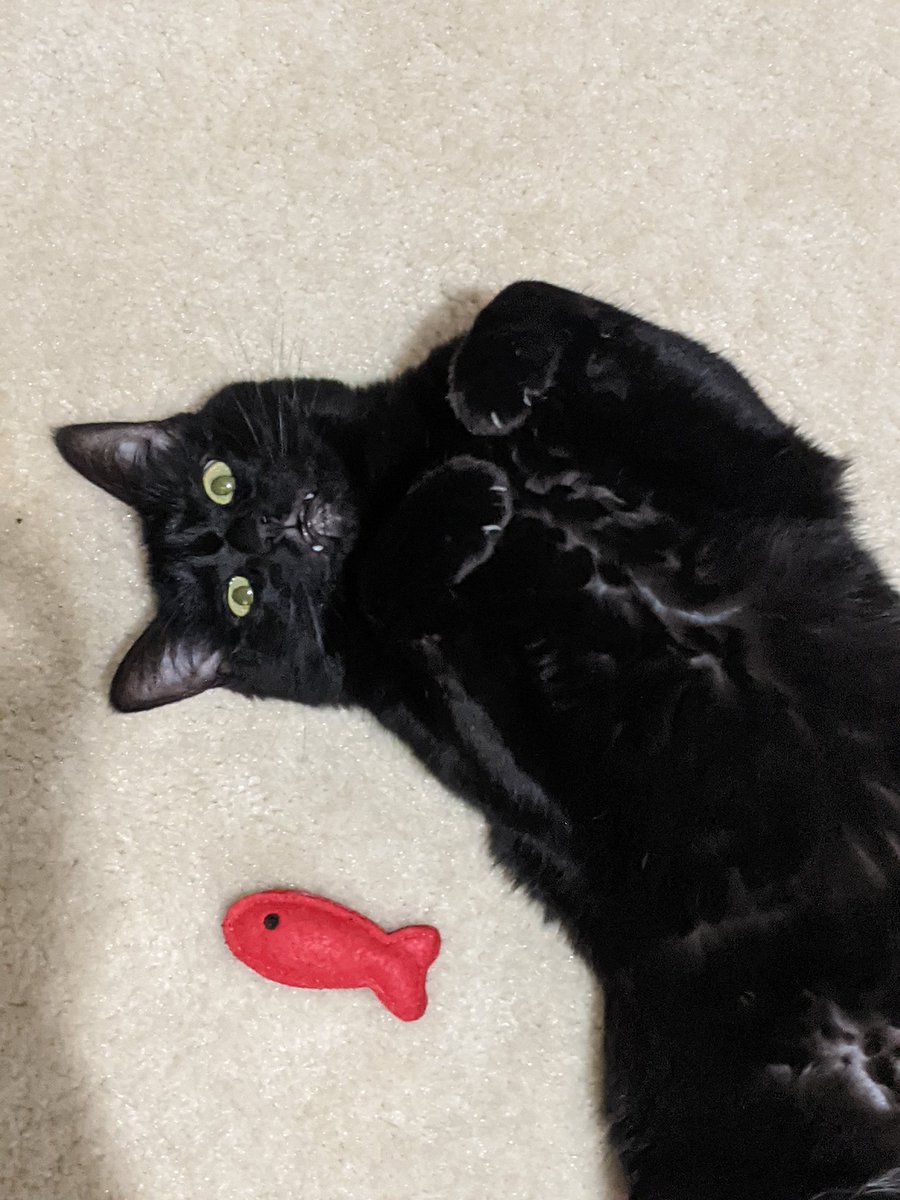 PinkBrandyBee's tweet photo. Look at my happy girl 😺🖤 https://t.co/SwoadsAeNV
