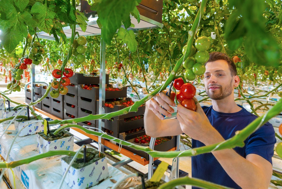 The BeMotion Transport Trolley is suitable to harvest various crops and is often used in combination with the BeMotion BeTrac to transport the harvested produce automatically from greenhouse to the packing hall. lnkd.in/eh3gse6B