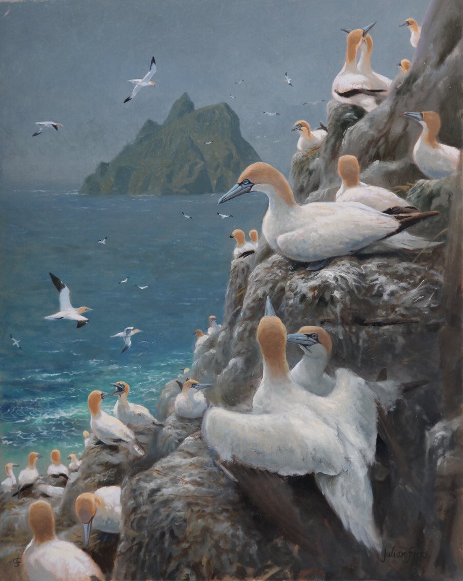‘Little Skellig’. Avian flu has been disastrous for many species, particularly the Gannet. The coming spring will show just how badly they have been affected. #wildlifeart #wildlifepainting #birdpainting #irishwildlife