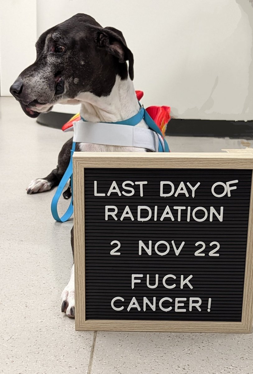 therealcarling's tweet photo. @Kaxan_KXAN Congratulations little man!! We love the VCA Capitol Area Specialists!! Bernard is living his best life thanks to their incredible work ❤️ wishing you all the softest snuggles and tastiest snacks ❤️ 🐾 https://t.co/Up1W9SaEC6