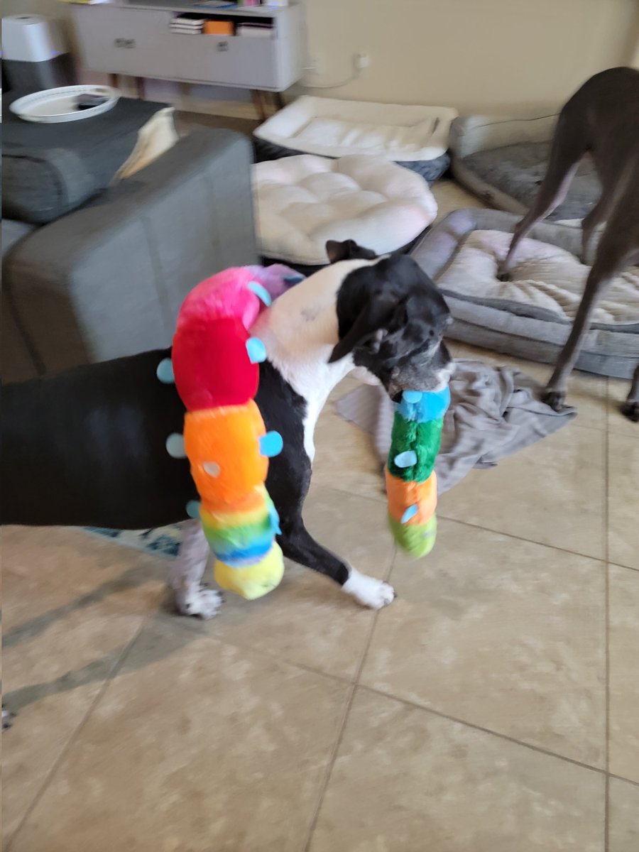 therealcarling's tweet photo. @Kaxan_KXAN Congratulations little man!! We love the VCA Capitol Area Specialists!! Bernard is living his best life thanks to their incredible work ❤️ wishing you all the softest snuggles and tastiest snacks ❤️ 🐾 https://t.co/Up1W9SaEC6