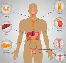 GlobalWeightMgt's tweet photo. https://t.co/ydEuLuEjOO Exploring Endocrine System Could Help Lower Diabetes, Obesity https://t.co/aRgFu940Jv