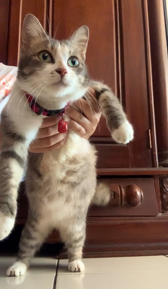 kochengfs's tweet photo. Kenapa ya kucing yg ber kaos kaki itu lucunya +++++ ? 🤭 coba tunjukin 🐈‍⬛ kaos kaki mu! https://t.co/l1ZK1GgQk6